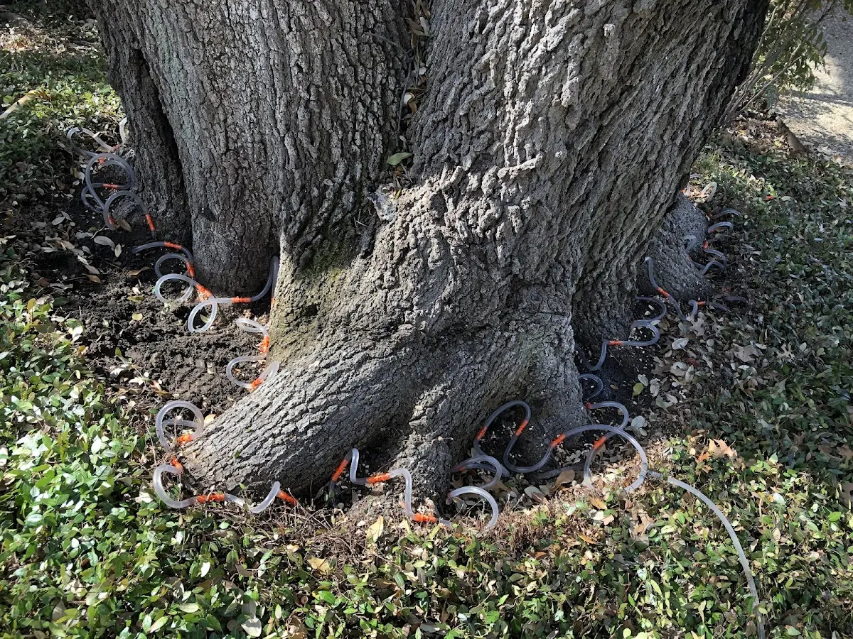 Detailed Tree Cabling and Bracing job site in Barnes City