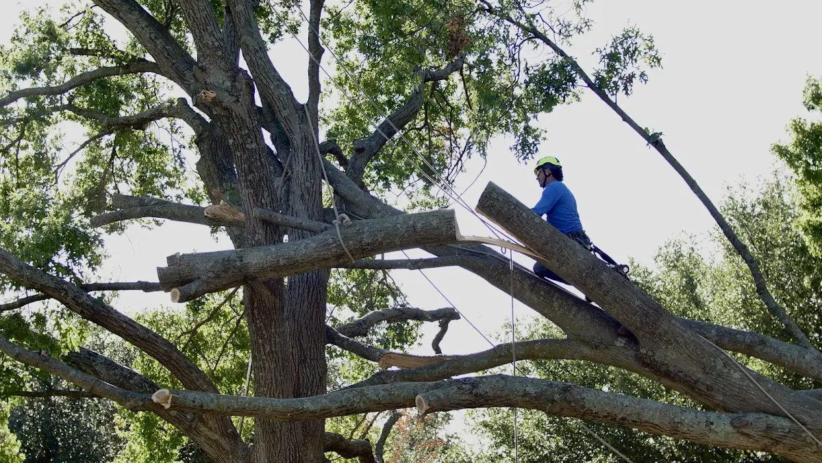 Professional Hazardous Tree Removal performed by certified arborists in Barnes City