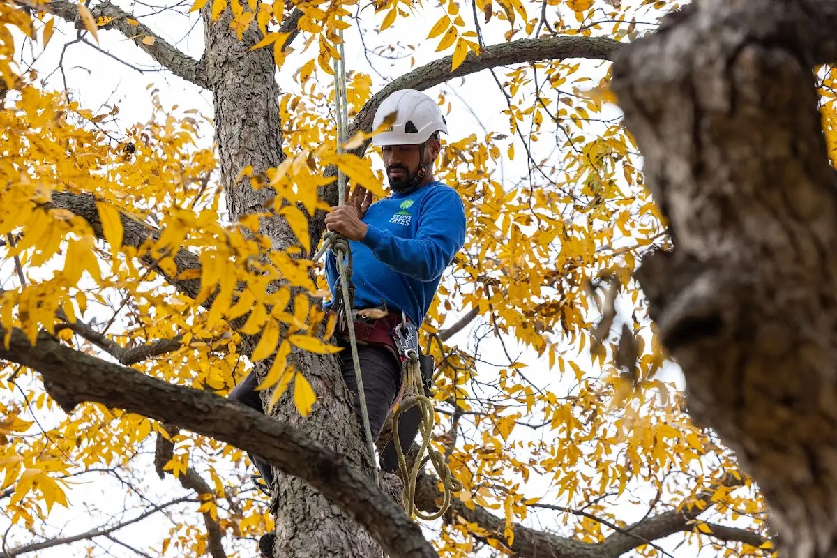Skilled Storm Damage Cleanup crew working in Barnes City