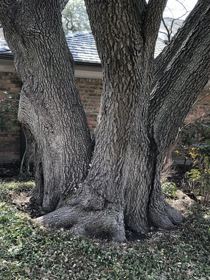 Mature heritage tree close to a Barnes City property cared for by certified arborists